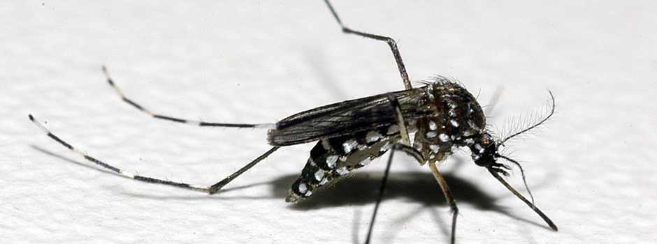Pesquisa aponta nível de infestação do Aedes aegypti nos municípios mineiros