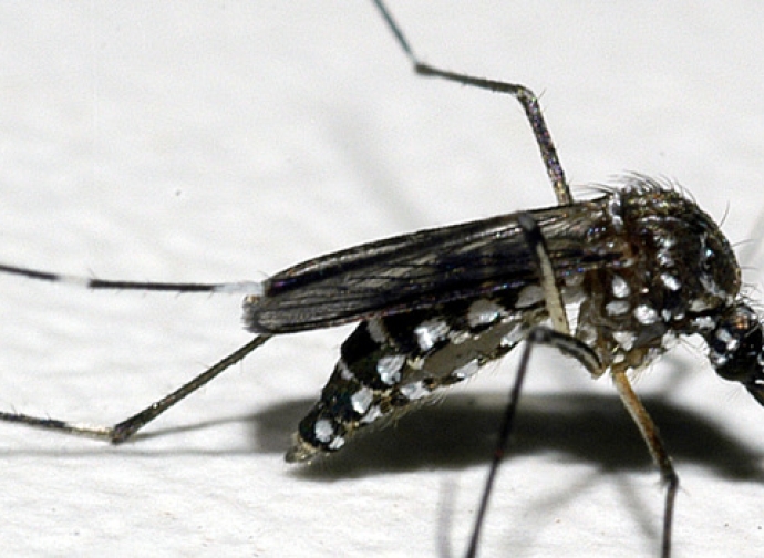 Pesquisa aponta nível de infestação do Aedes aegypti nos municípios mineiros